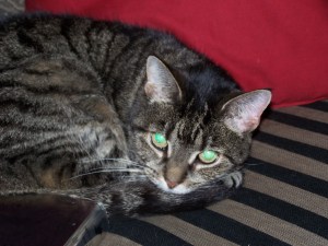 Family PETS - Logan 2009 2