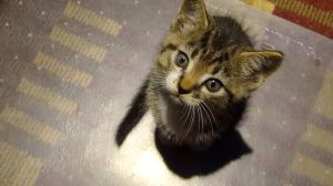 20375893_10159199206080074_3210543563728864098_n